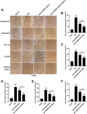 Corrigendum: Hypoxia response element-directed expression of aFGF in neural stem cells promotes the recovery of spinal cord injury and attenuates SCI-induced apoptosis